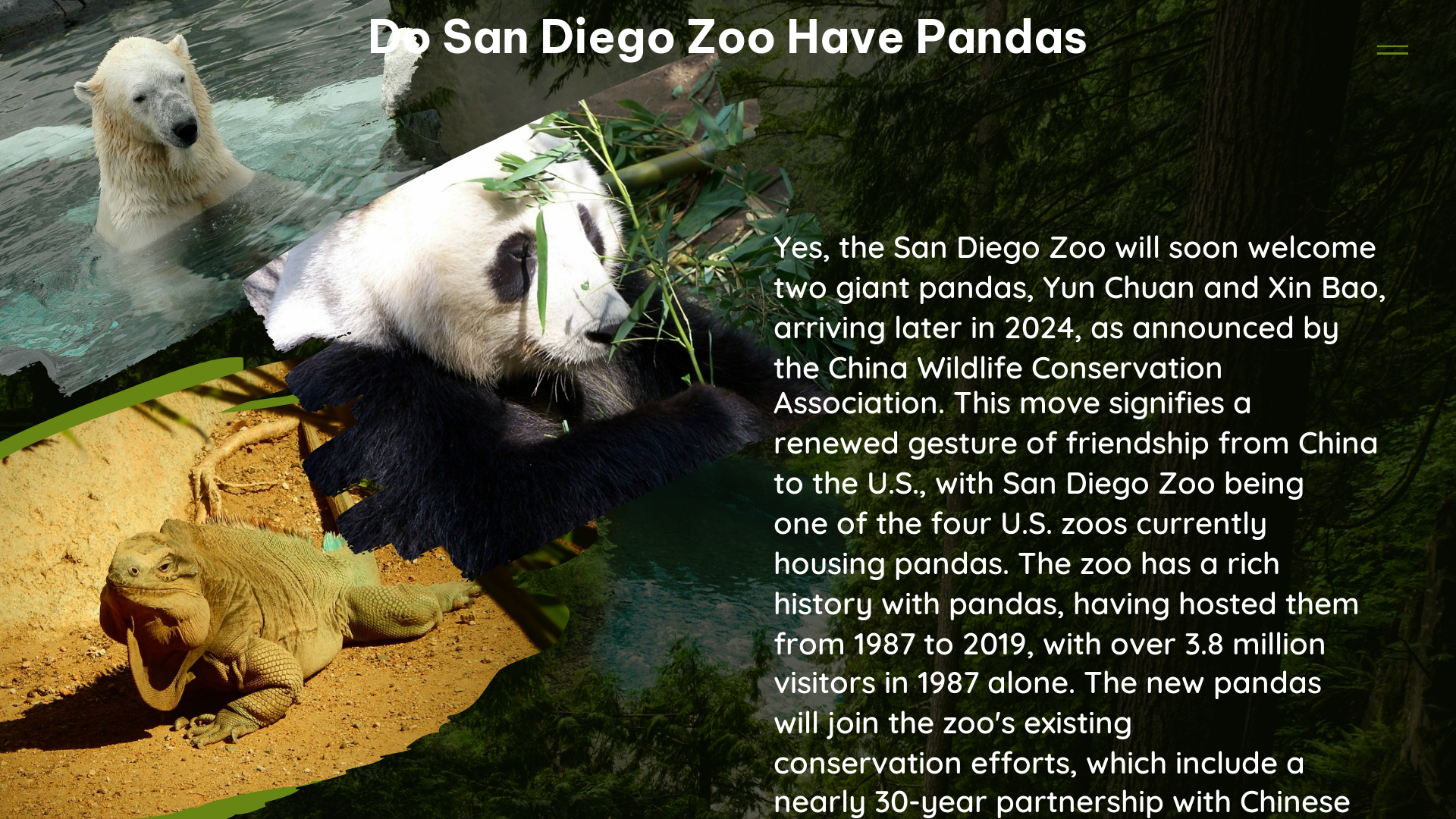 Do san diego zoo have pandas