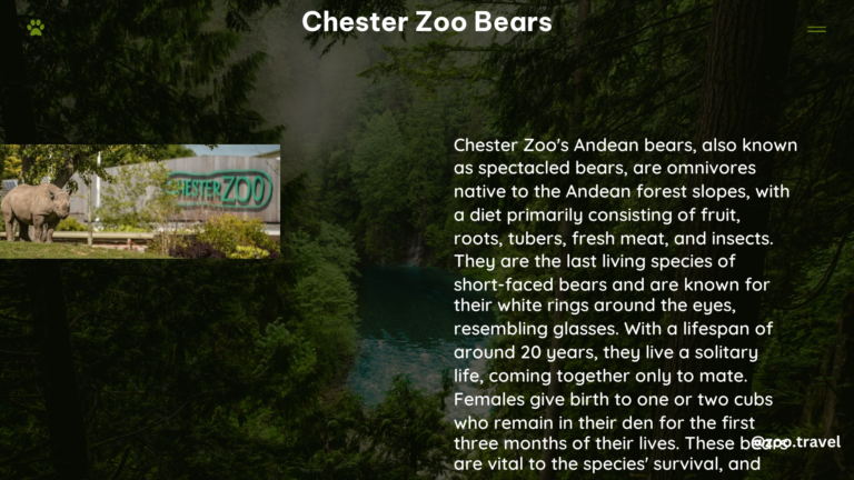 chester zoo bears