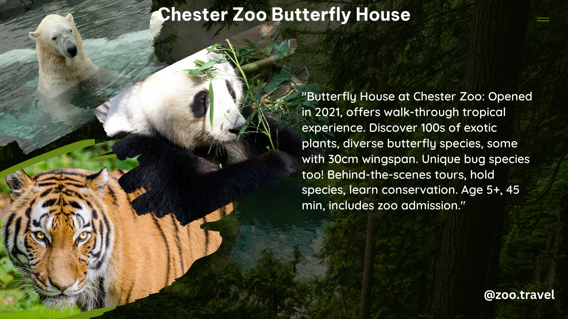 chester zoo butterfly house