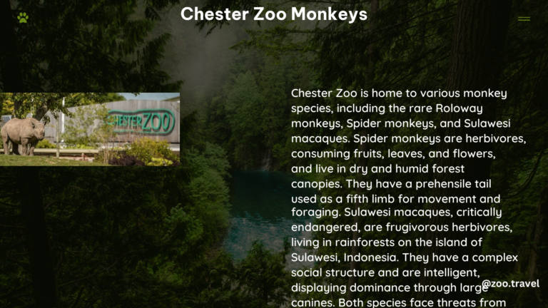 chester zoo monkeys