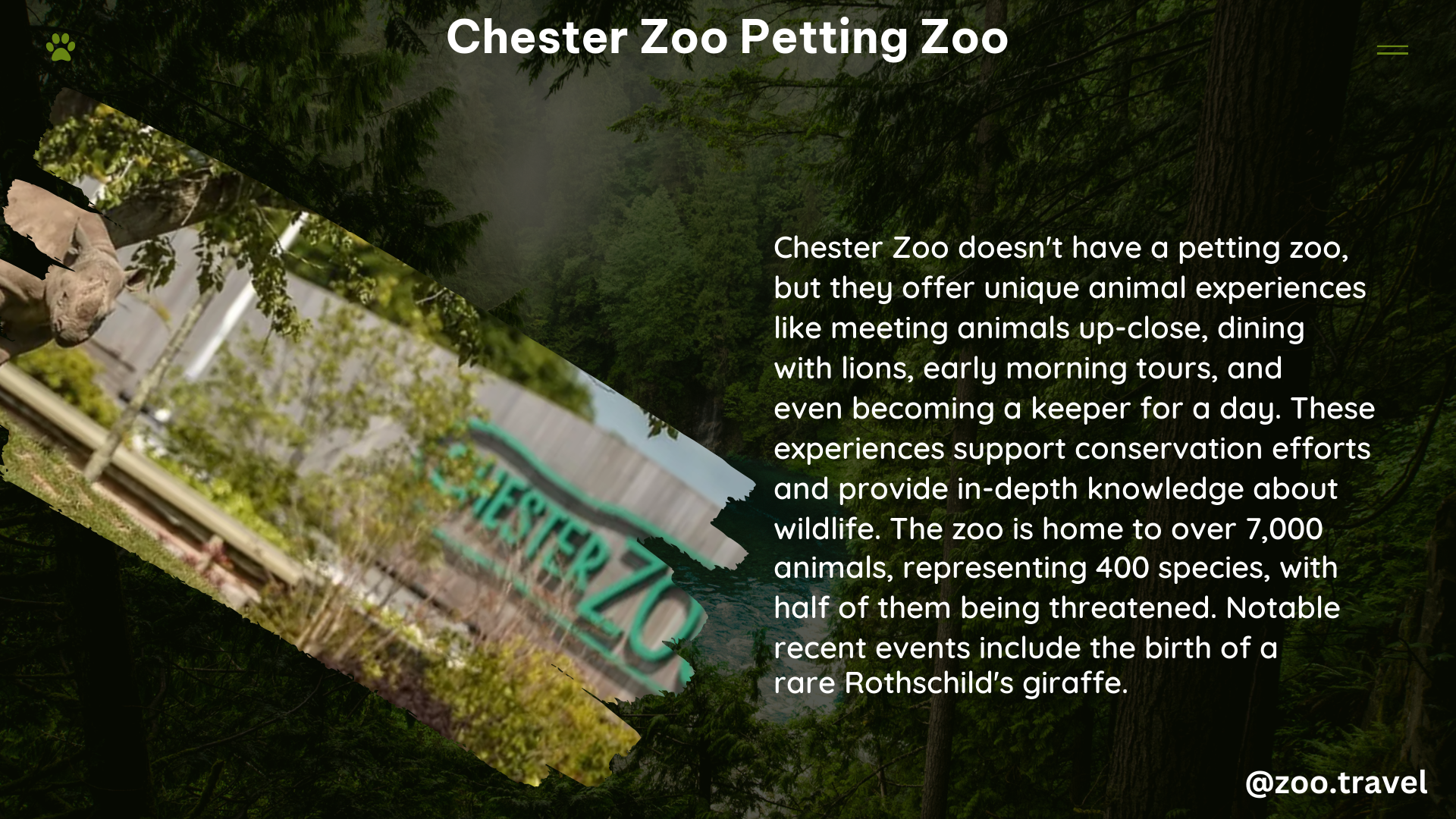 chester zoo petting zoo