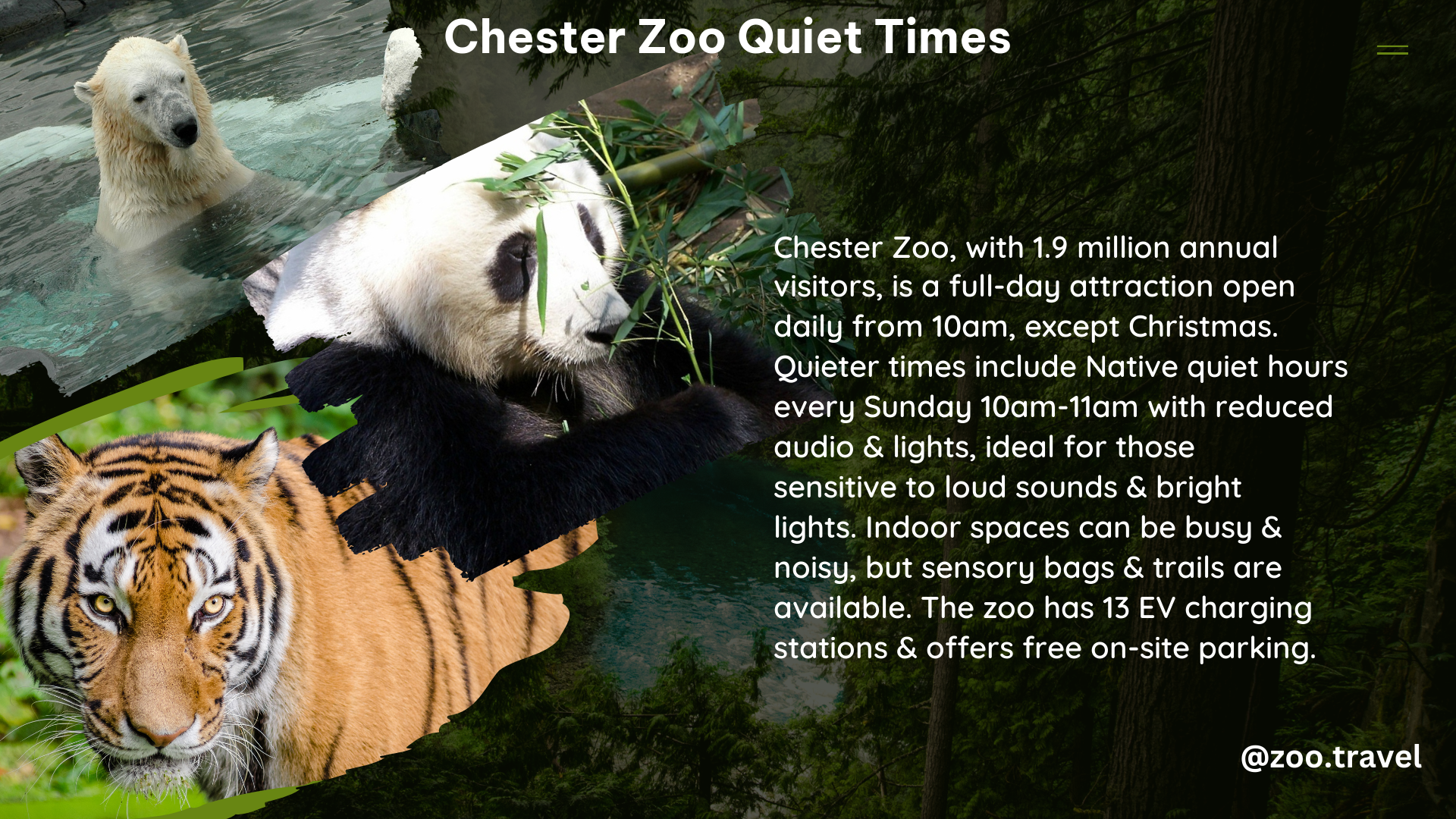 chester zoo quiet times