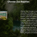 chester zoo reptiles