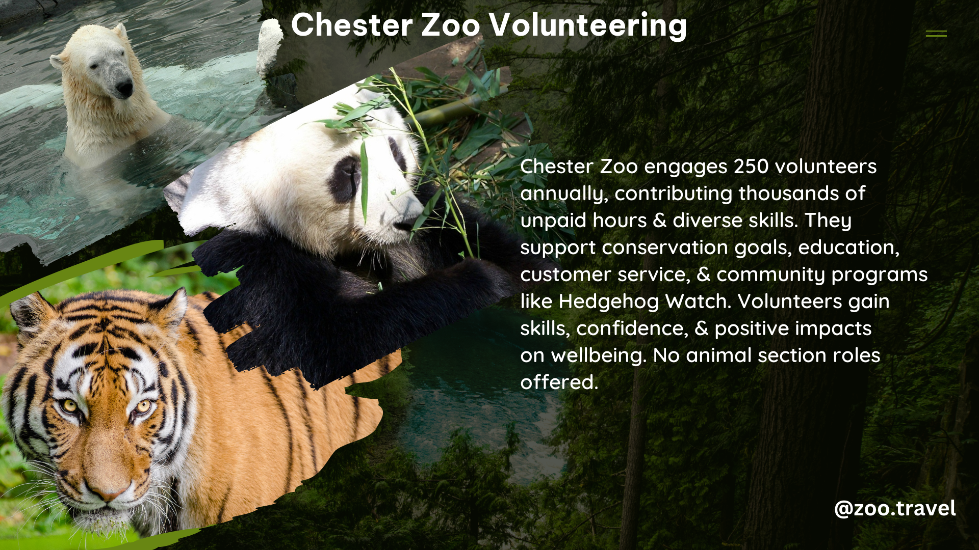 chester zoo volunteering