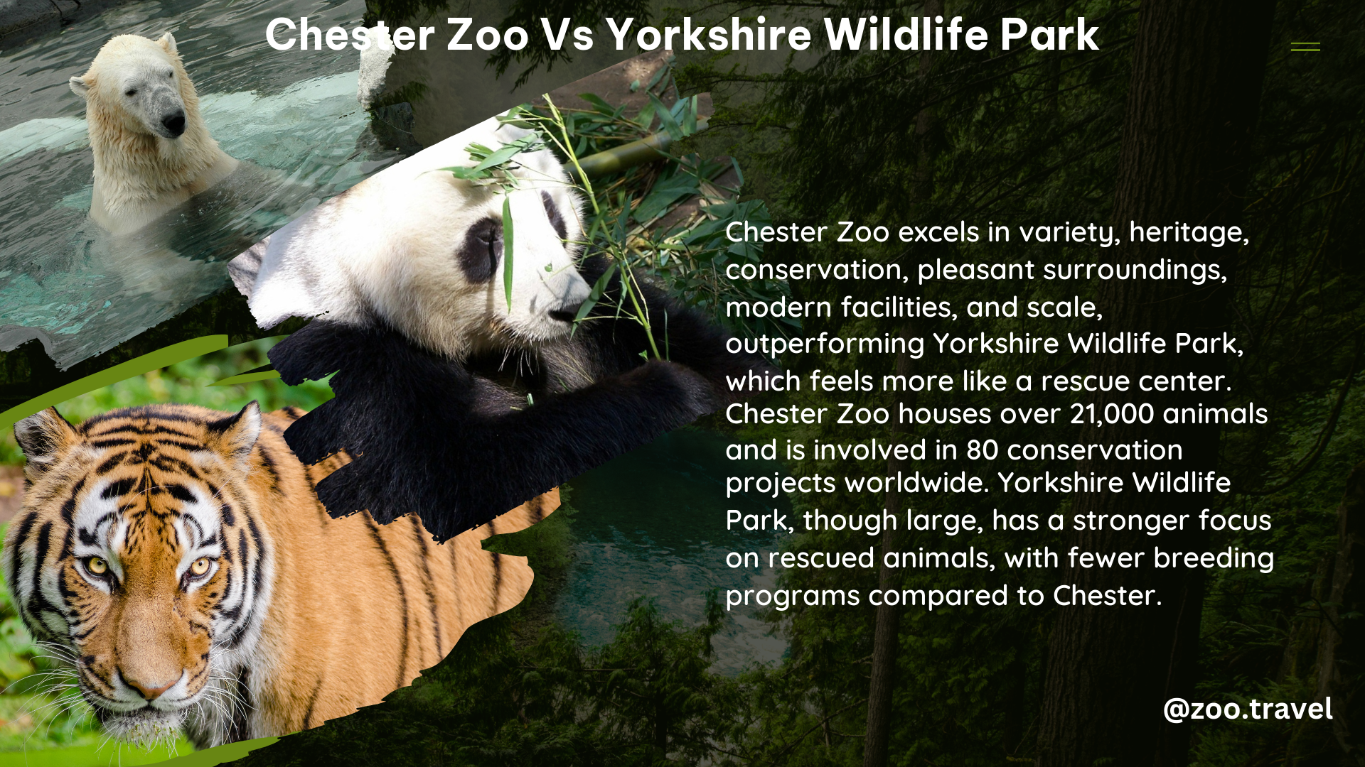 chester zoo vs yorkshire wildlife park