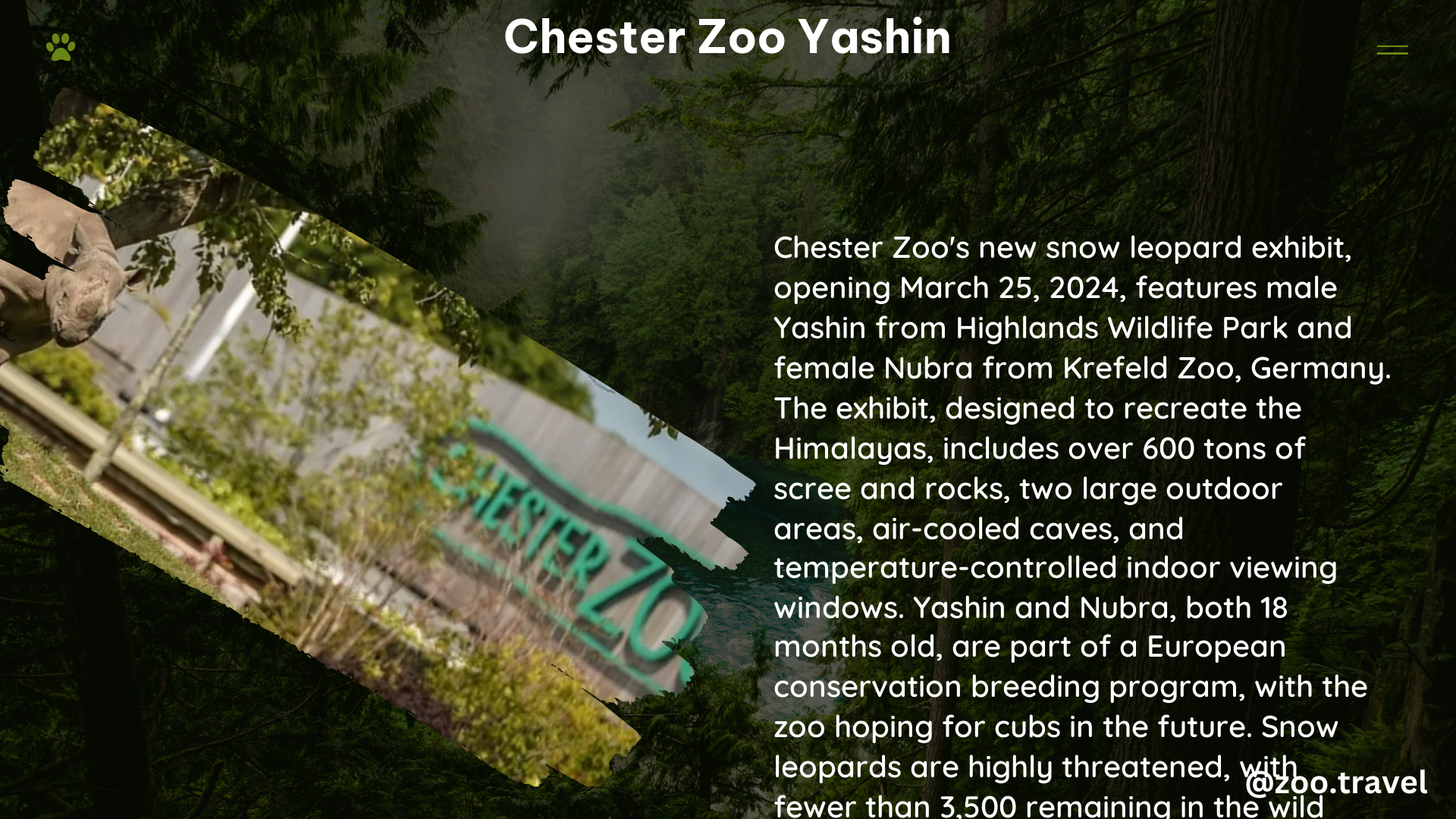 chester zoo yashin