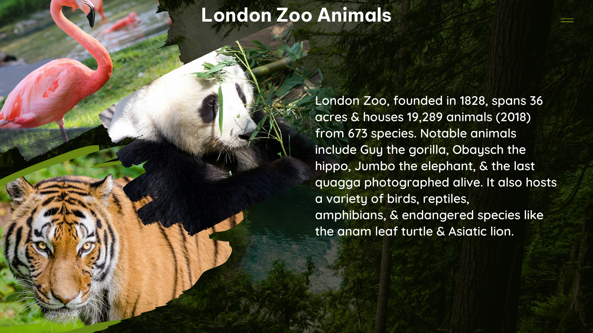 london zoo animals