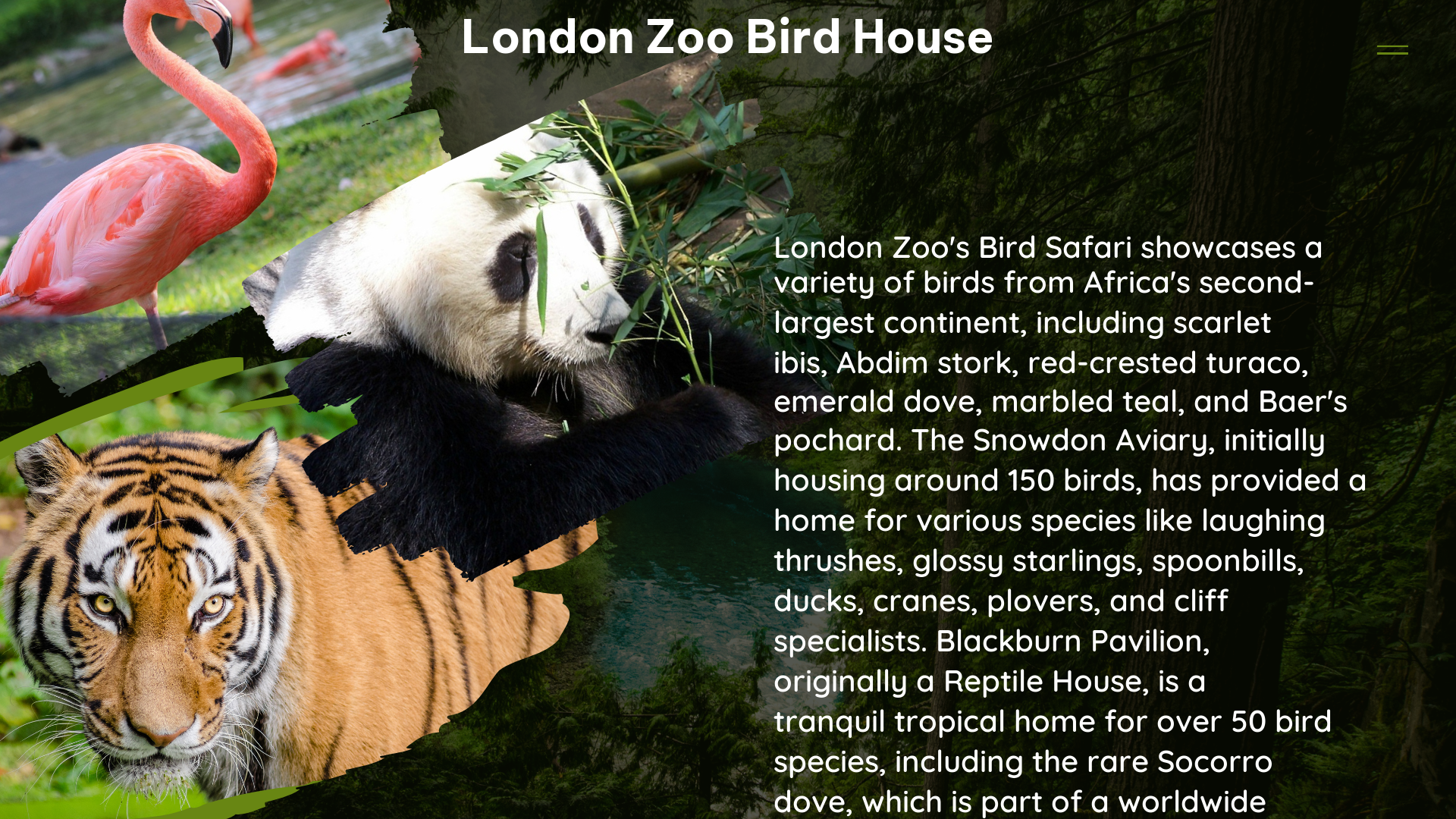 london zoo bird house