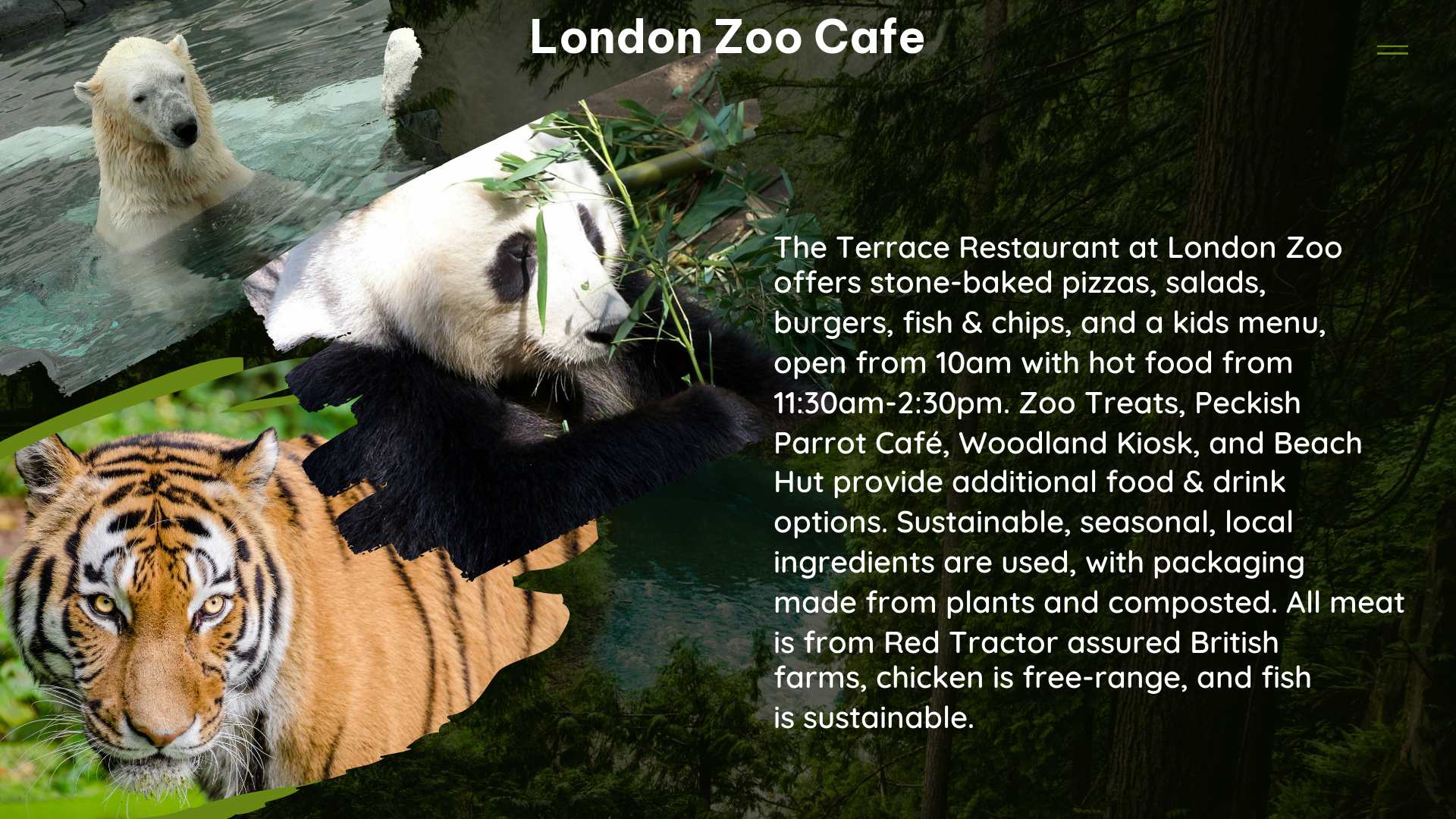 london zoo cafe