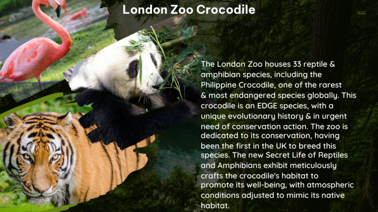 london zoo crocodile