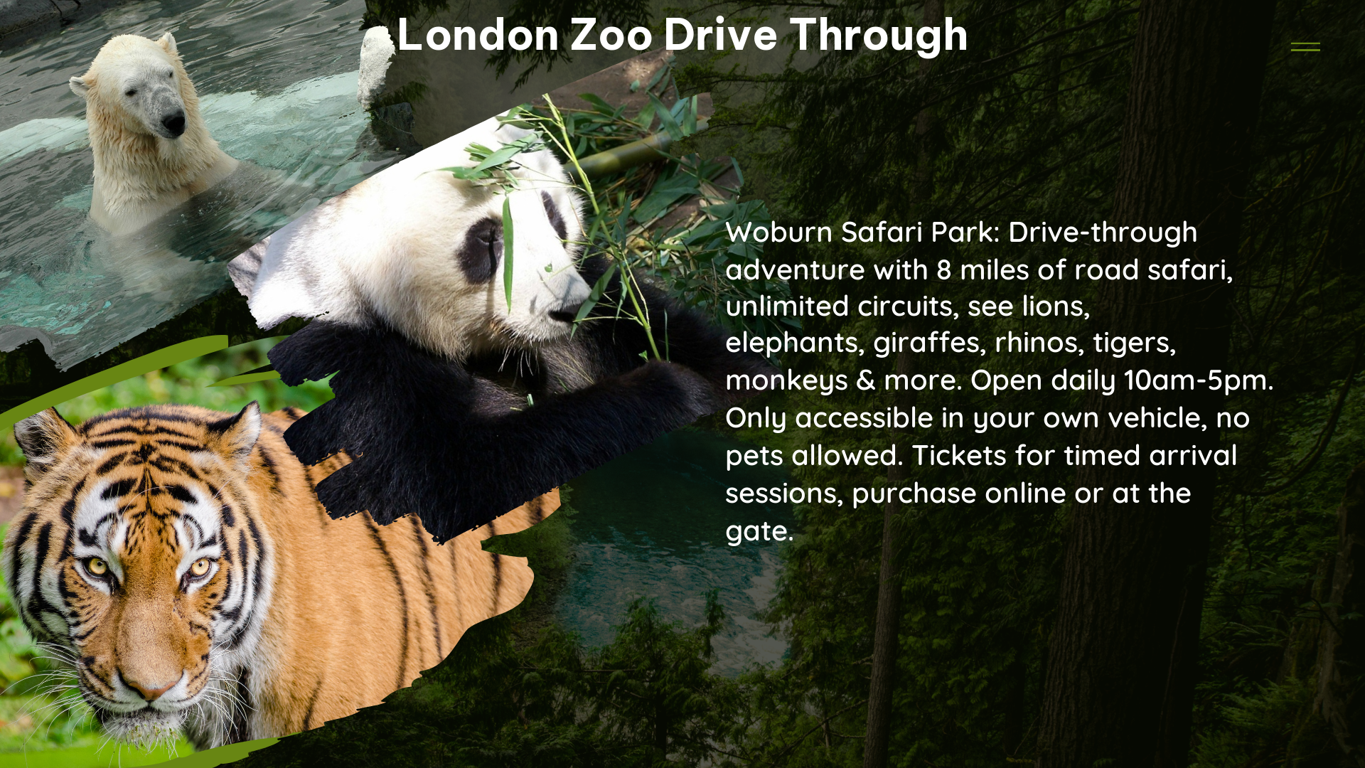 london zoo drive through