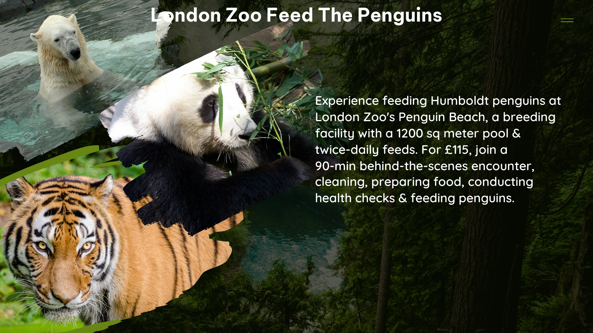 london zoo feed the penguins