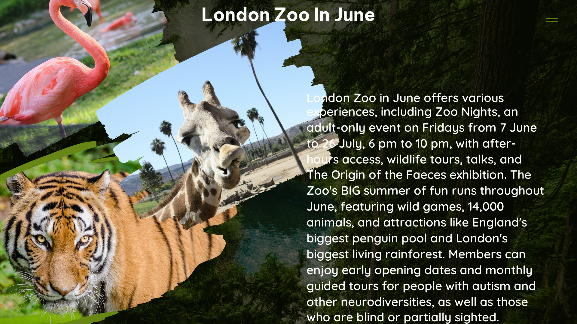 london zoo in June