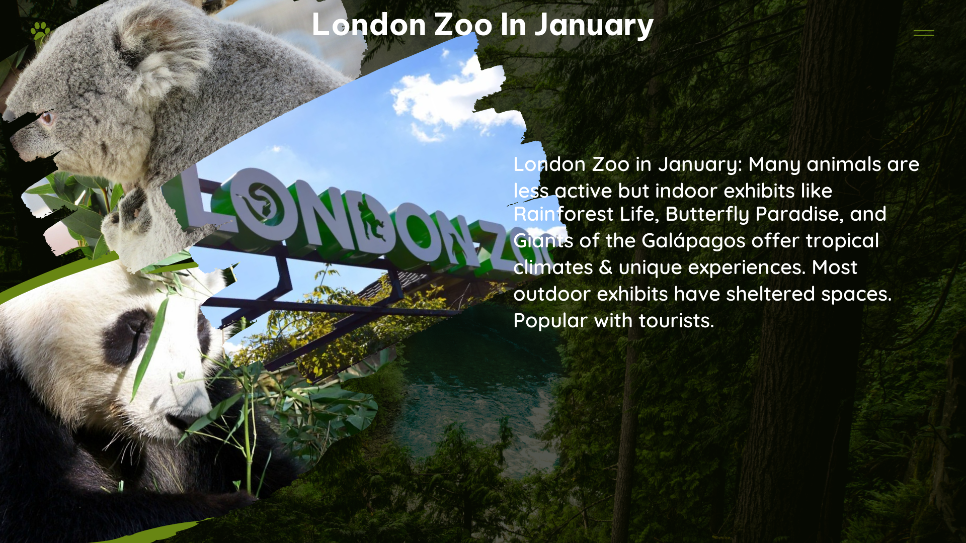 london zoo in january