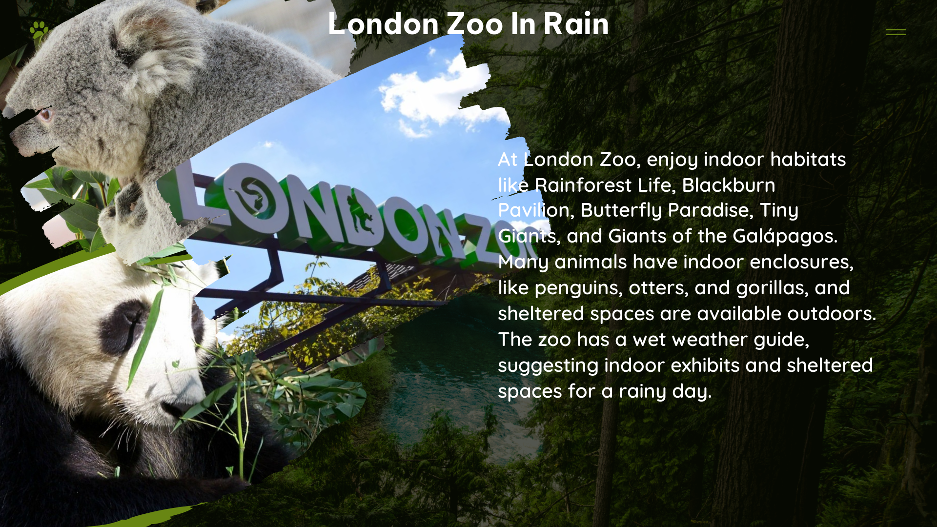 london zoo in rain