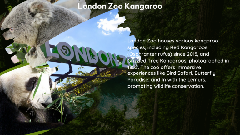 london zoo kangaroo