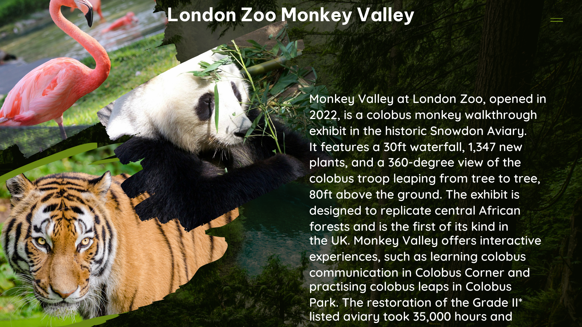 london zoo monkey valley