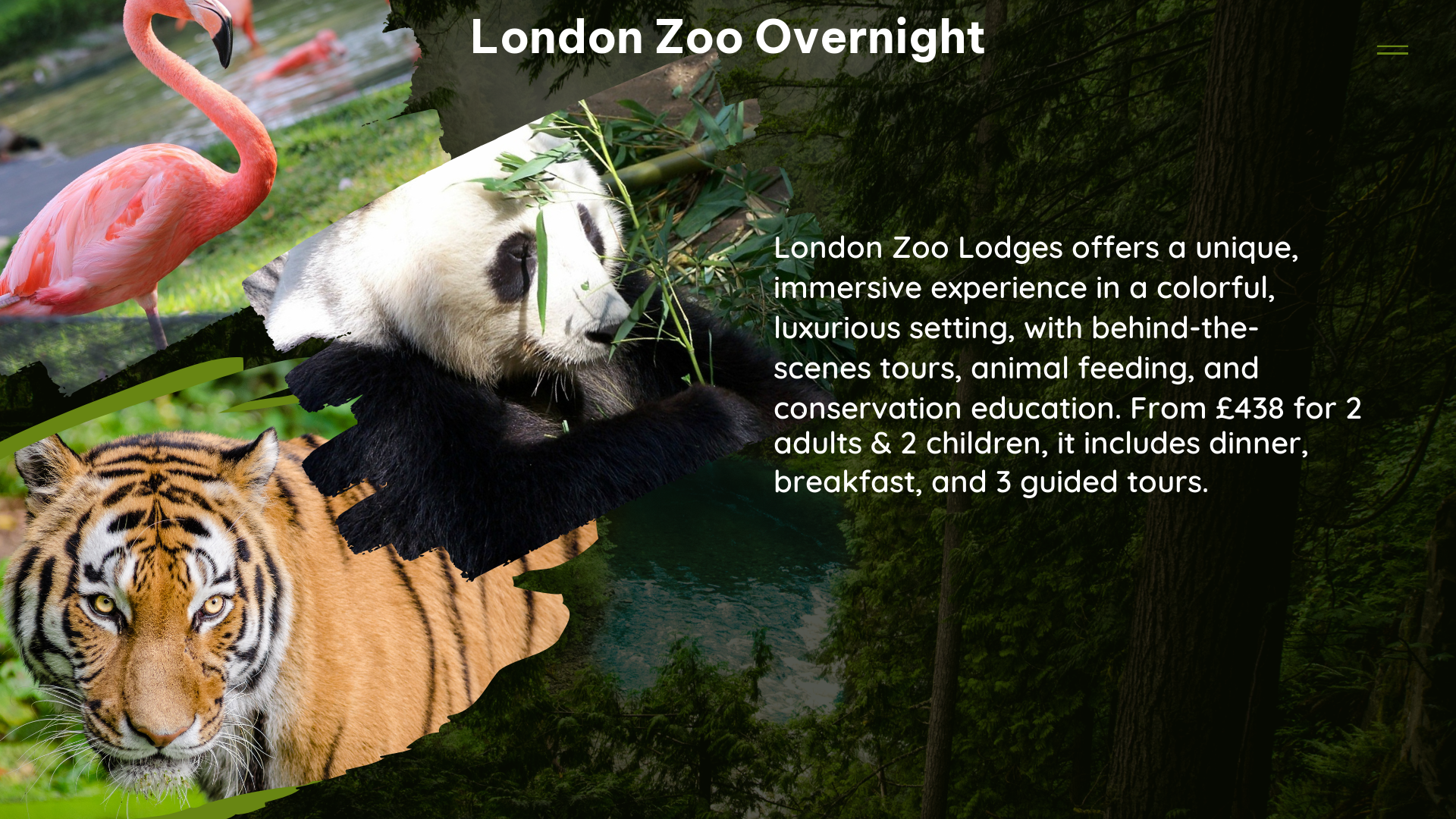 london zoo overnight