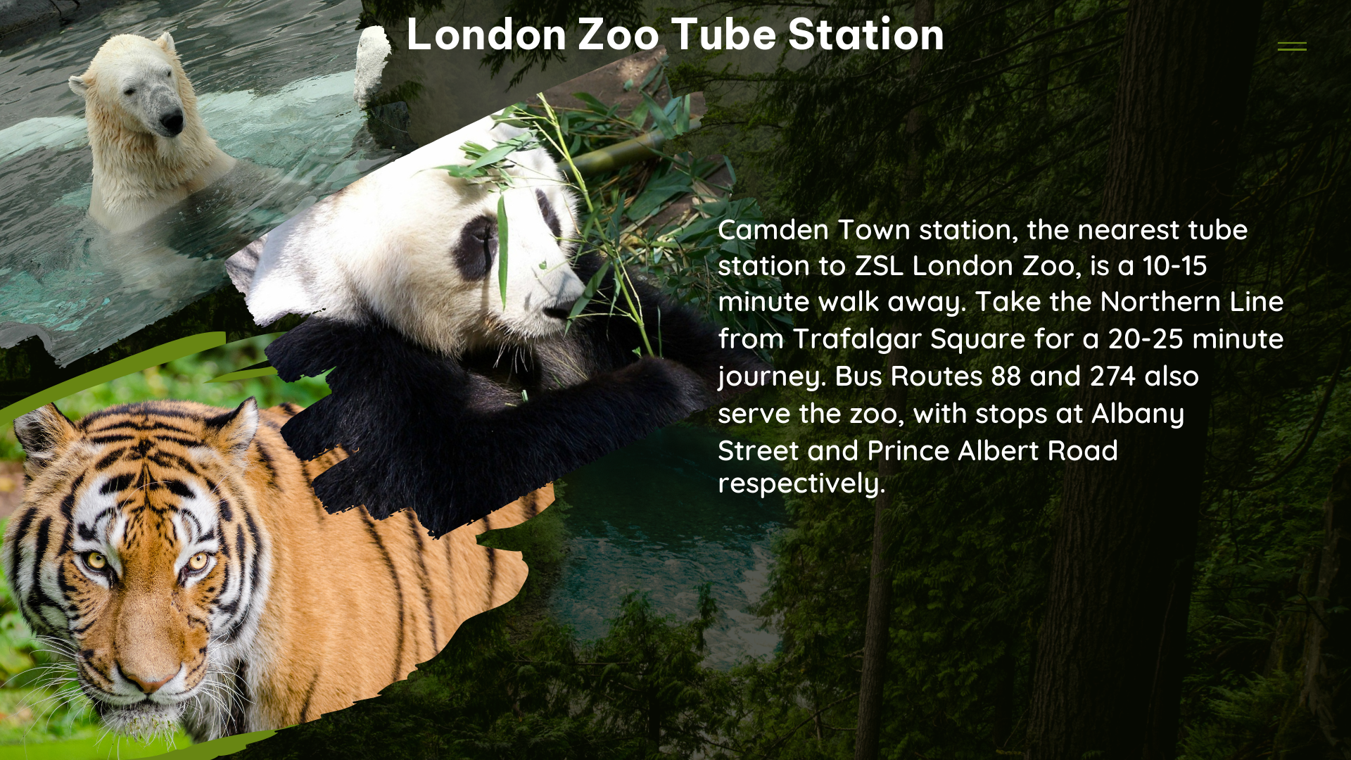 london zoo tube station