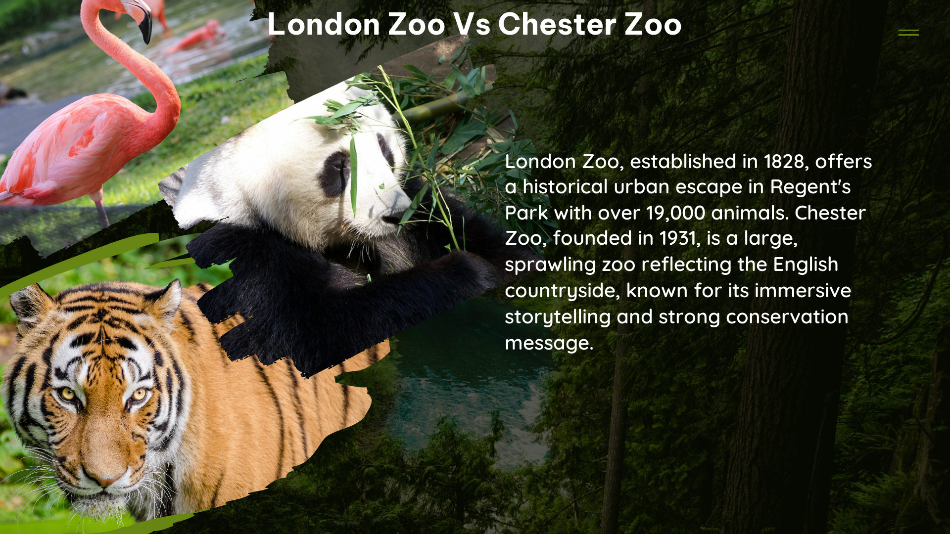 london zoo vs chester zoo