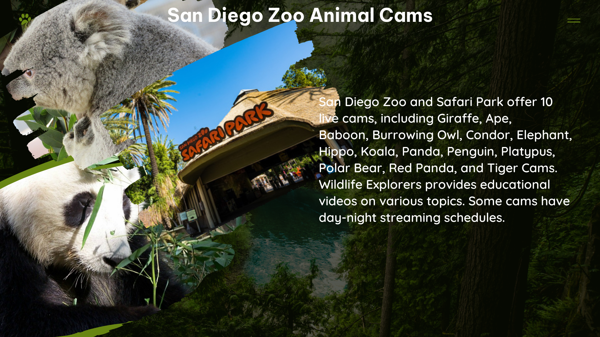 san diego zoo animal cams