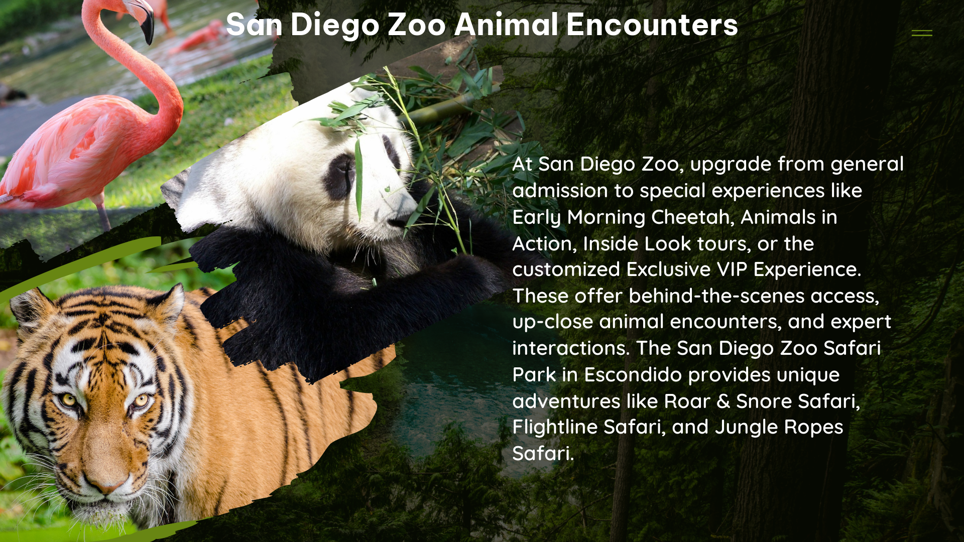 san diego zoo animal encounters