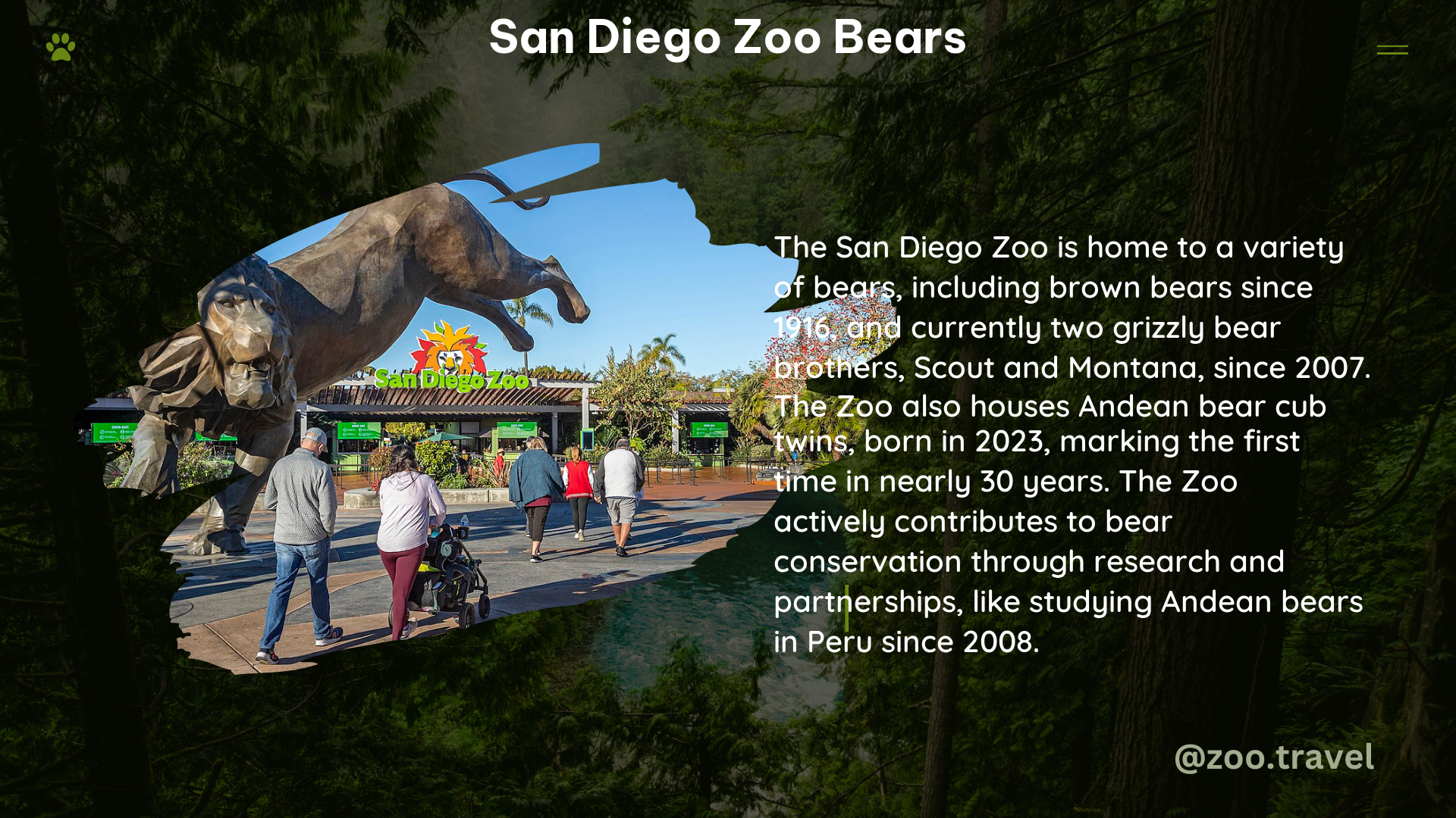 san diego zoo bears