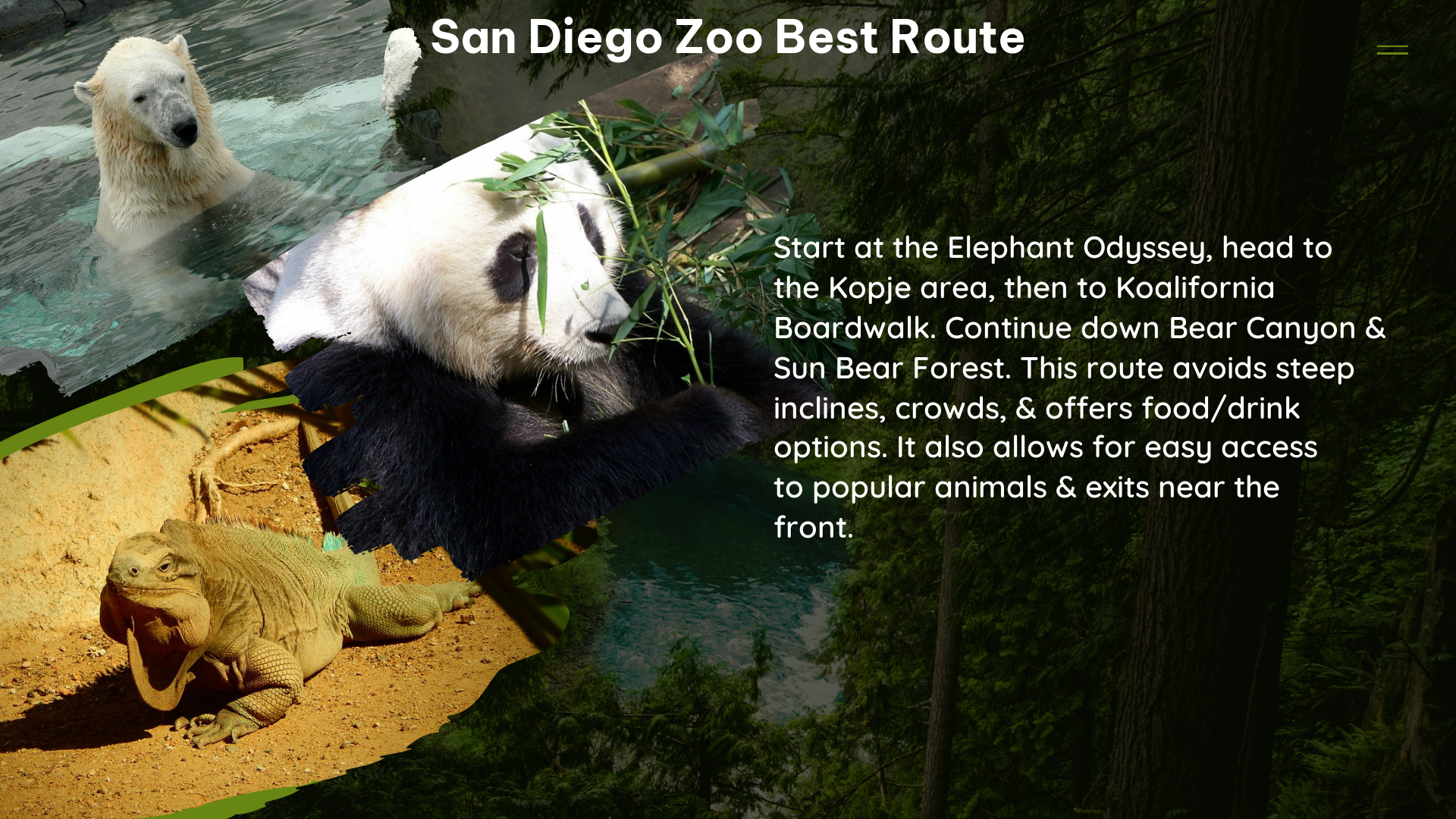 san diego zoo best route