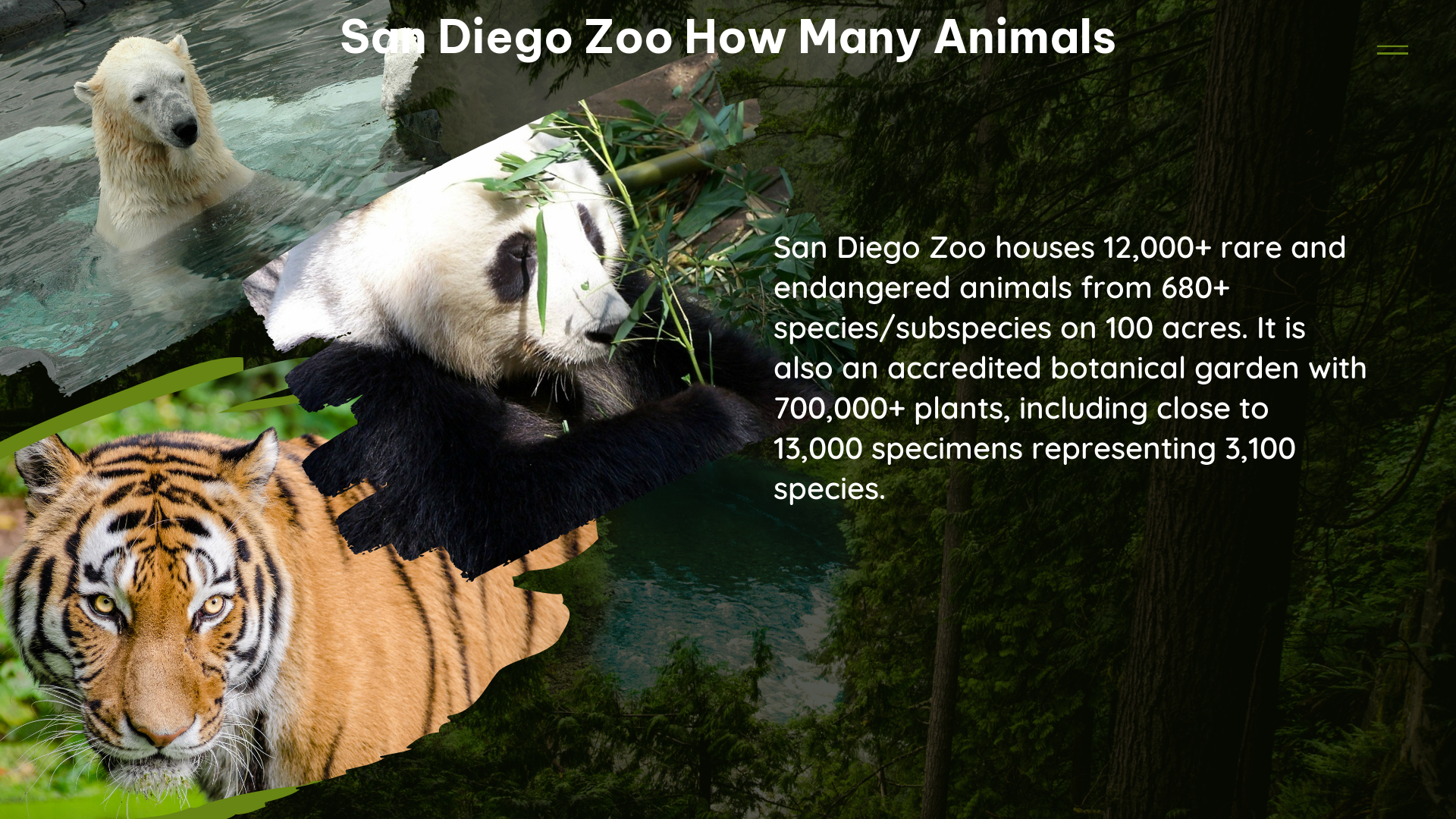 san diego zoo how many animals