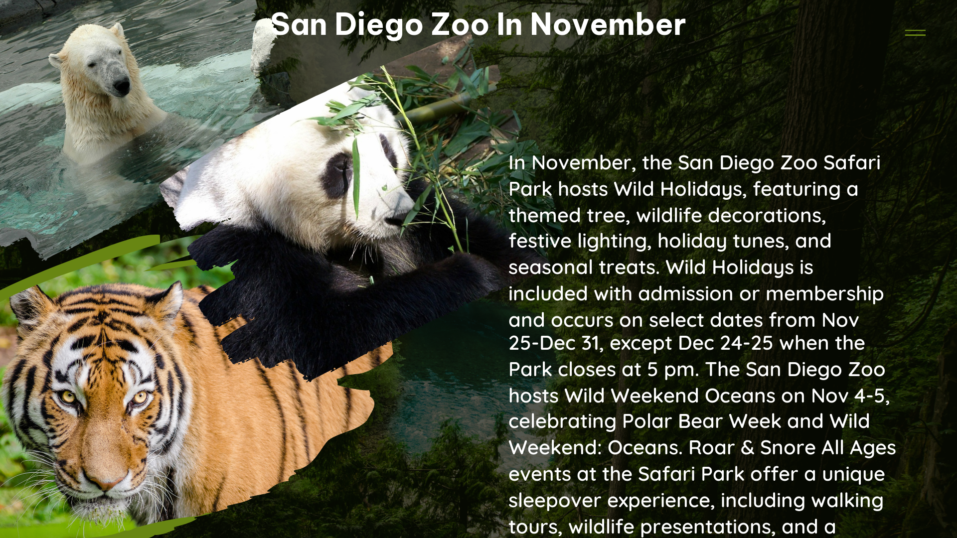 san diego zoo in November