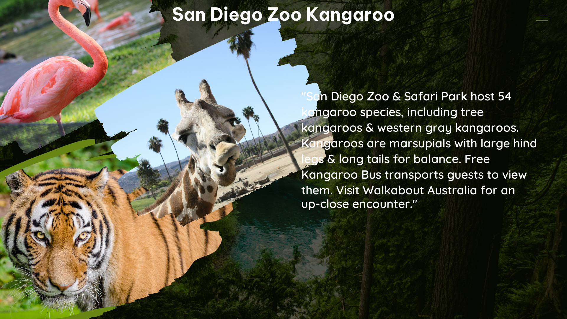 san diego zoo kangaroo