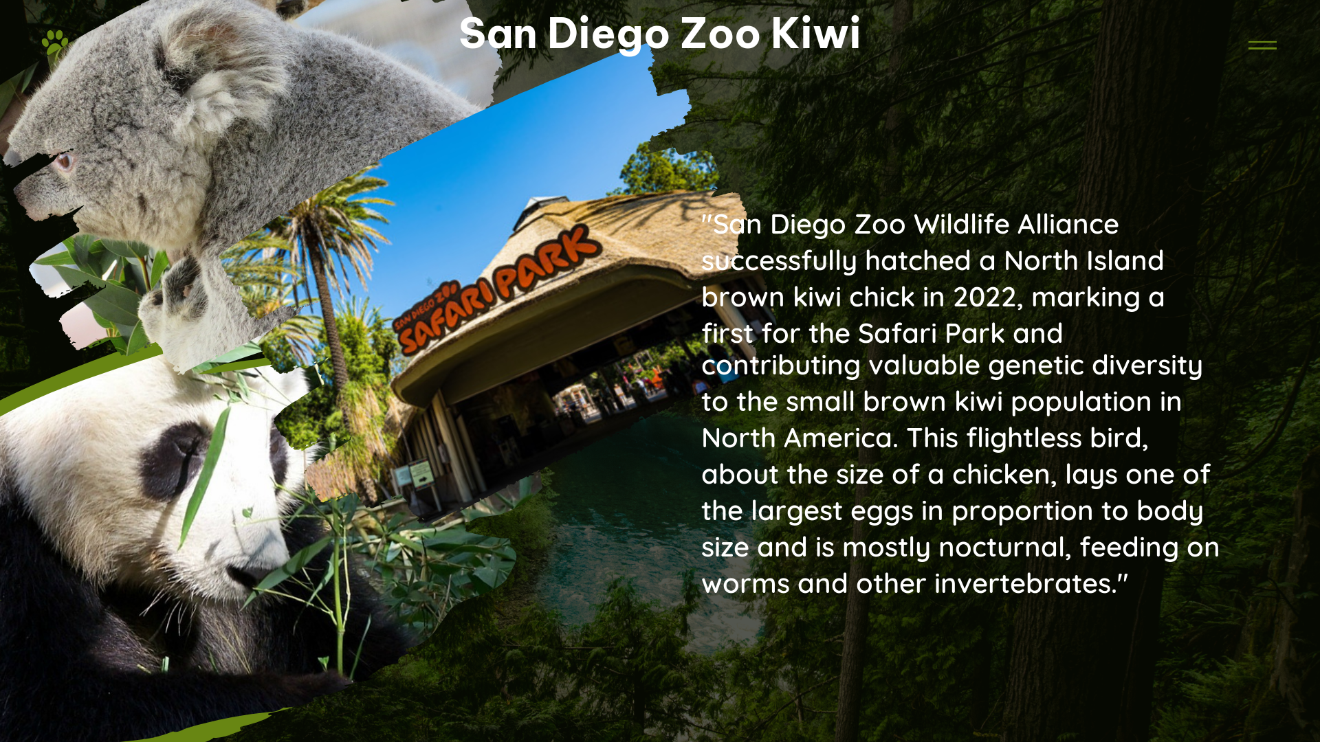 san diego zoo kiwi