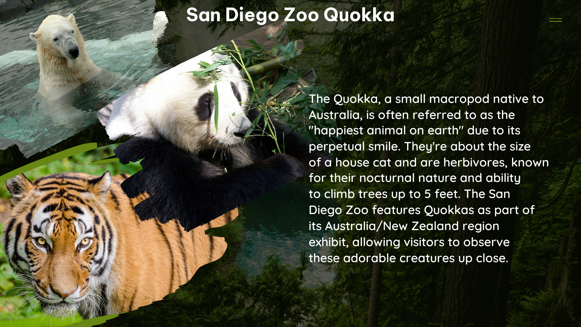 san diego zoo quokka