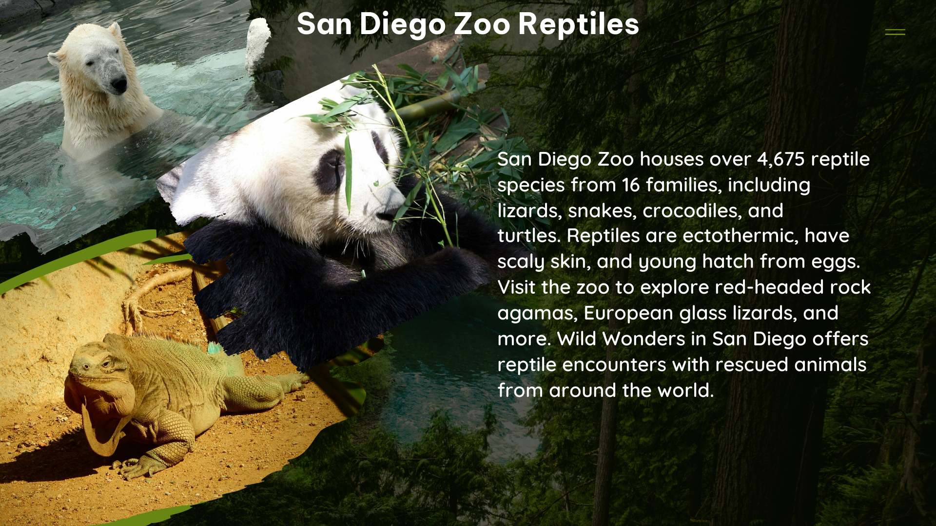 san diego zoo reptiles