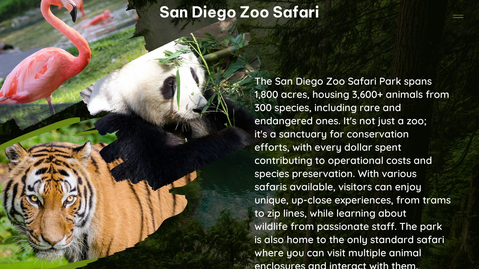 san diego zoo safari