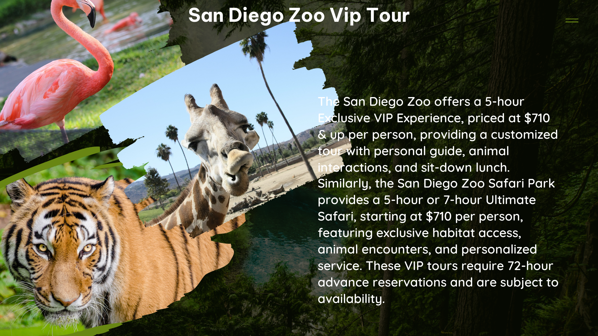 san diego zoo vip tour