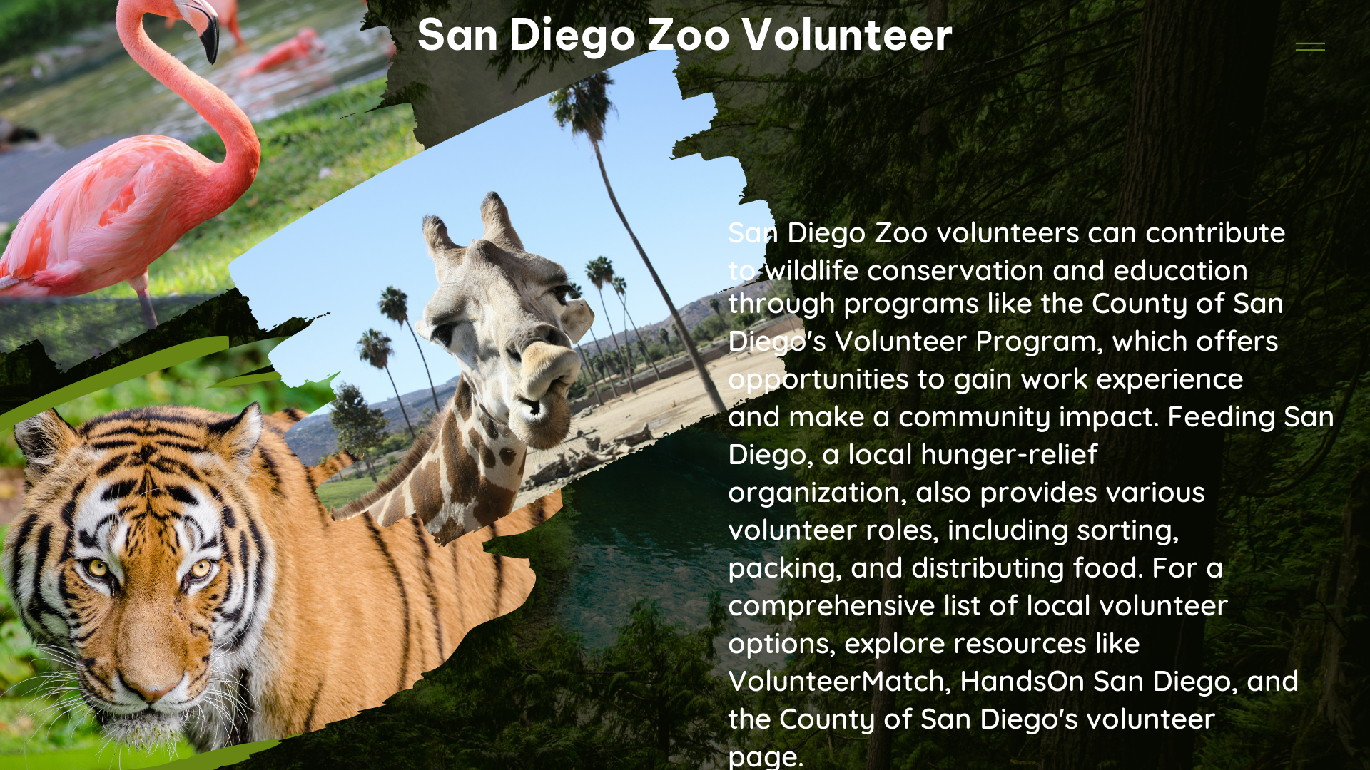 san diego zoo volunteer