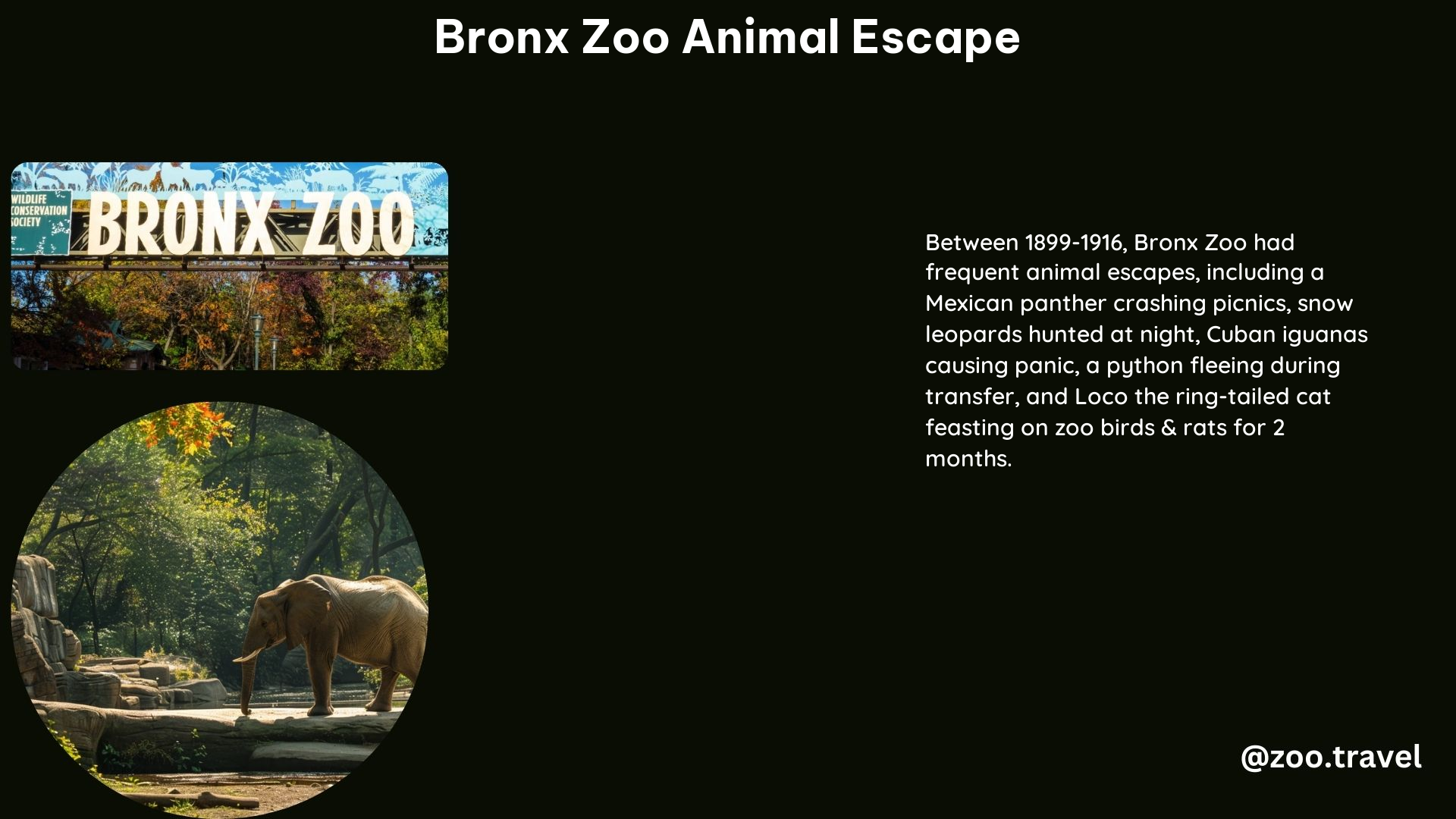 Bronx Zoo Animal Escape