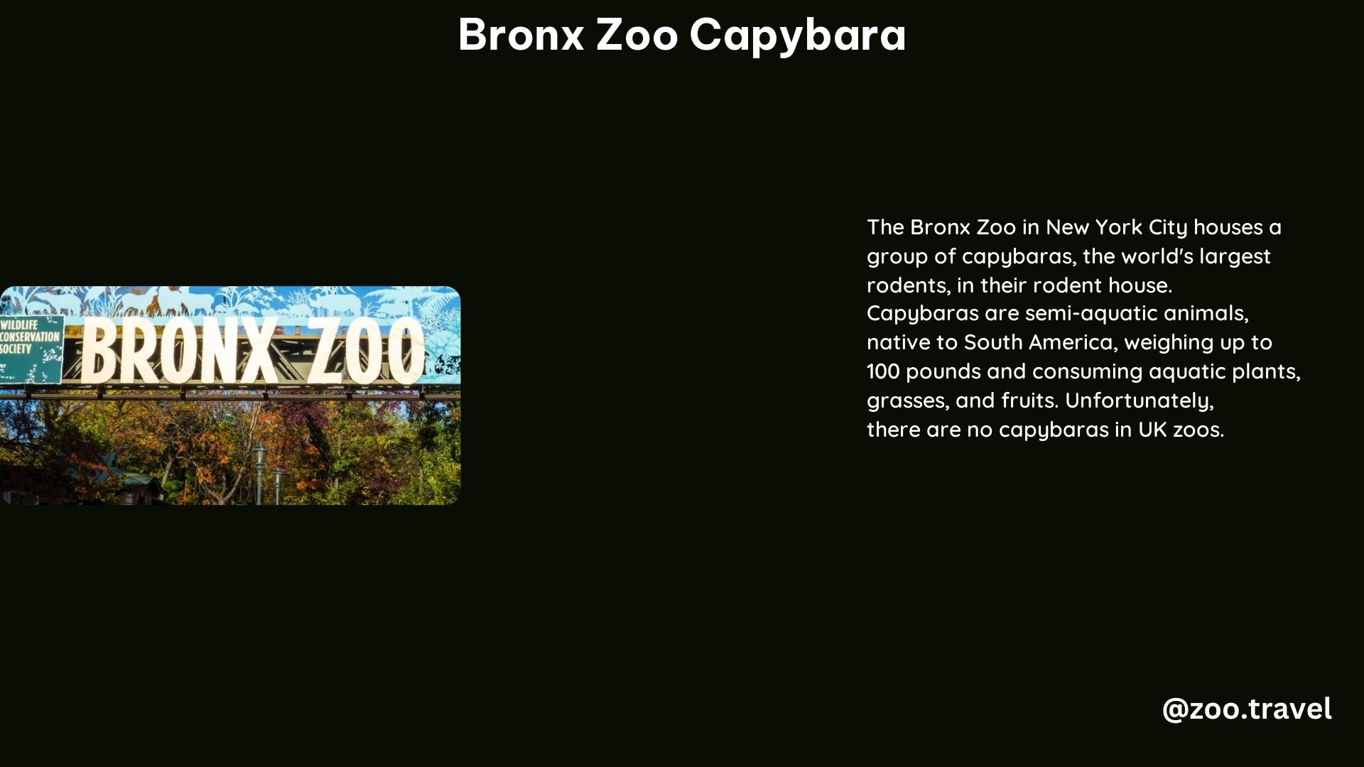 Bronx Zoo Capybara