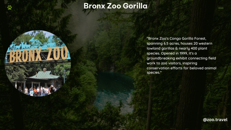 Bronx Zoo Gorilla