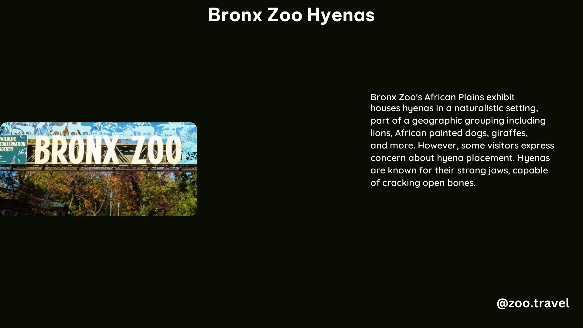 Bronx Zoo Hyenas