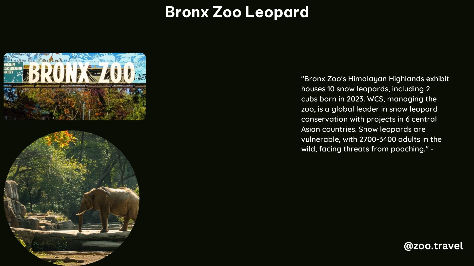 Bronx Zoo Leopard