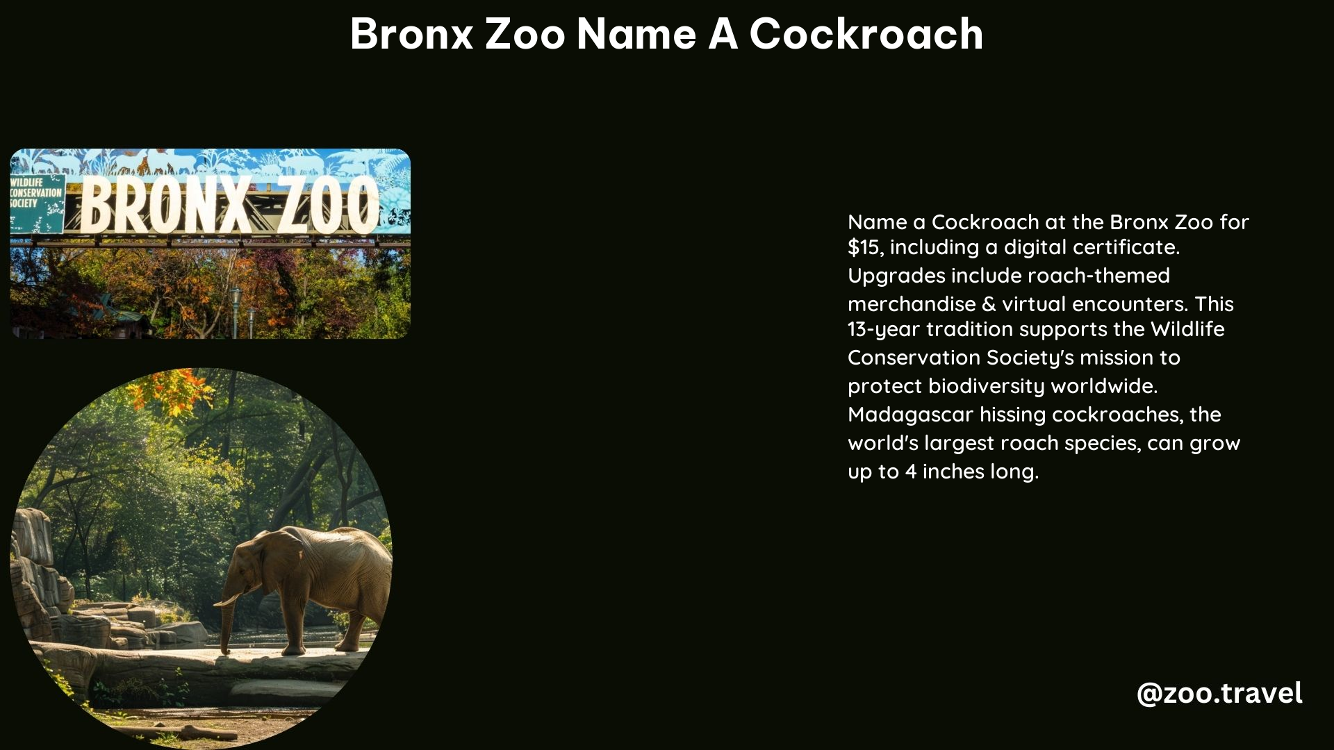 Bronx Zoo Name a Cockroach