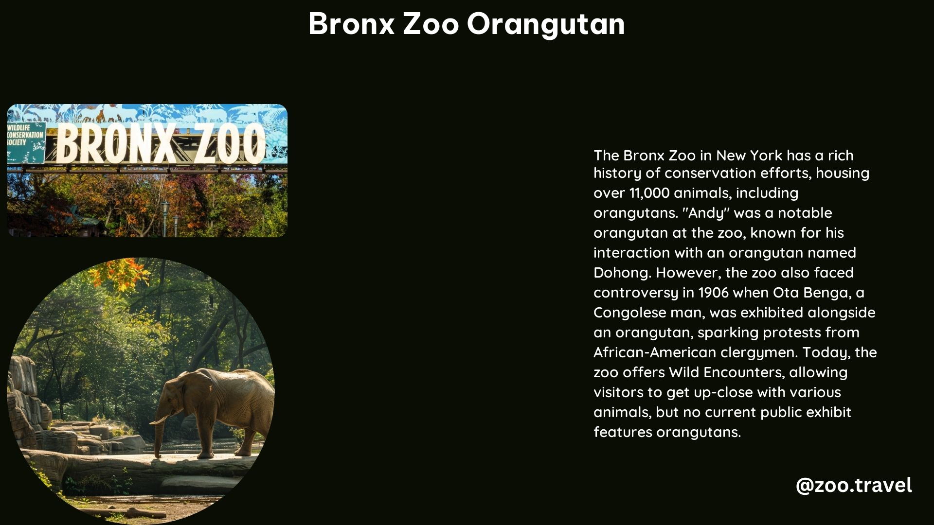 Bronx Zoo Orangutan