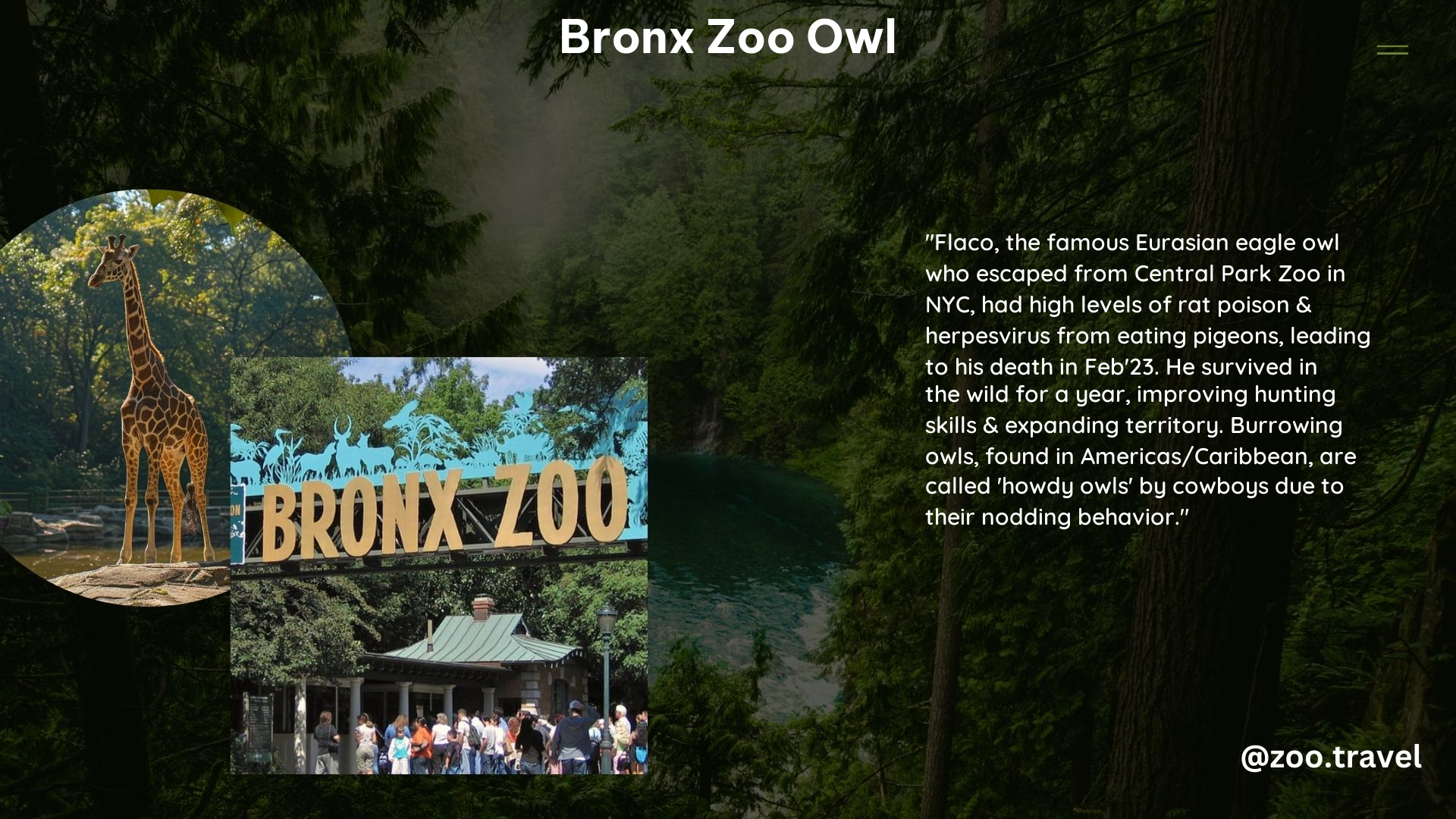 Bronx Zoo Owl