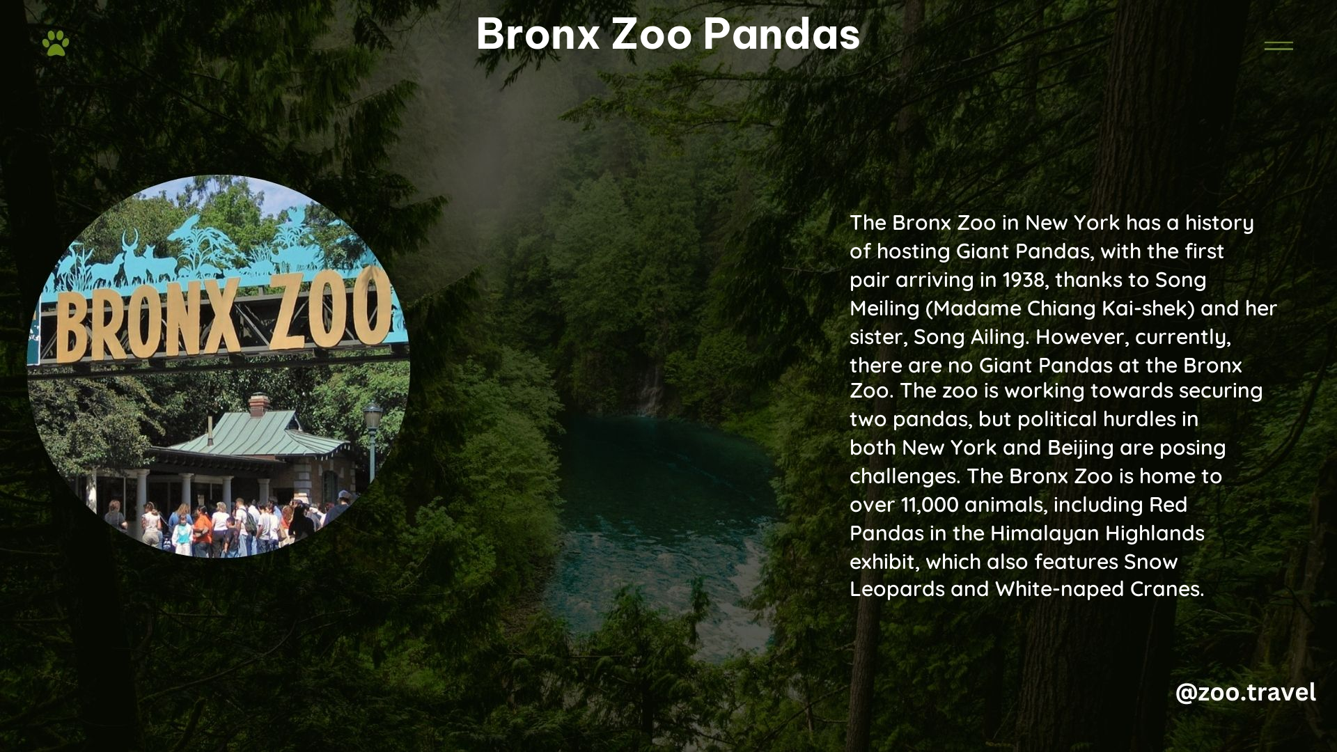 Bronx Zoo Pandas