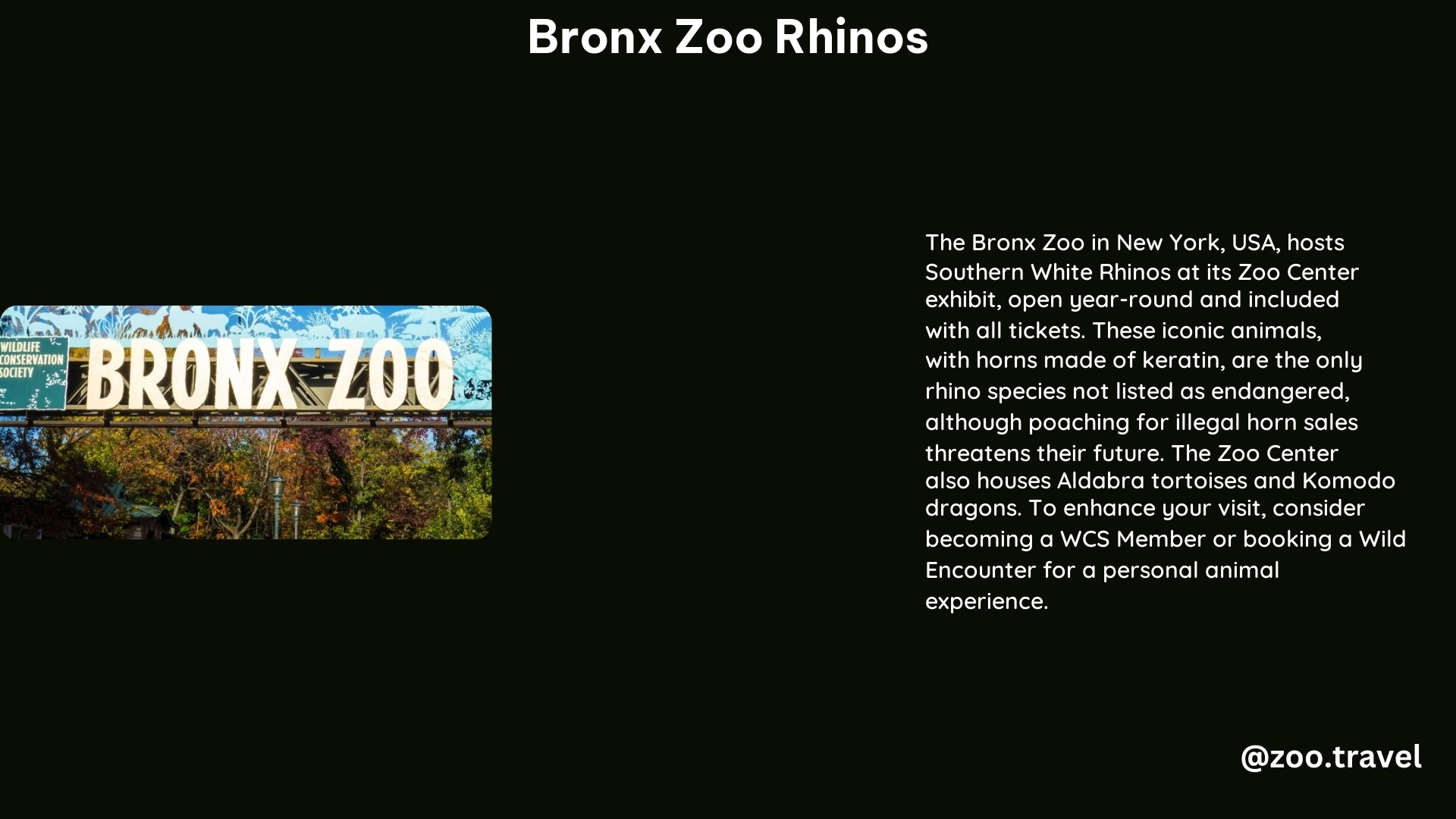 Bronx Zoo Rhinos