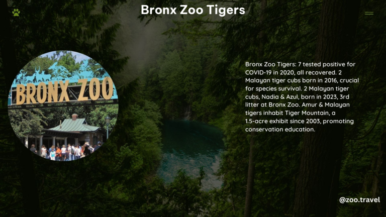 Bronx Zoo Tigers