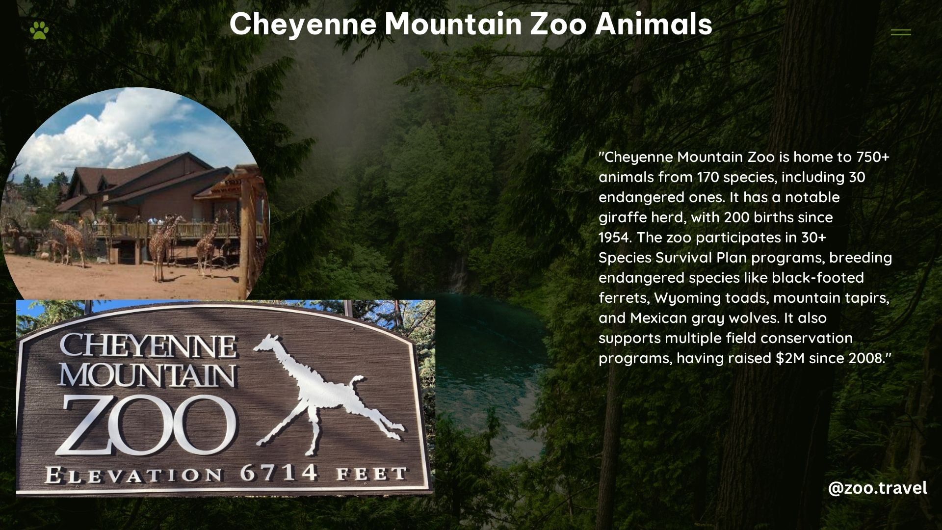 Cheyenne Mountain Zoo Animals