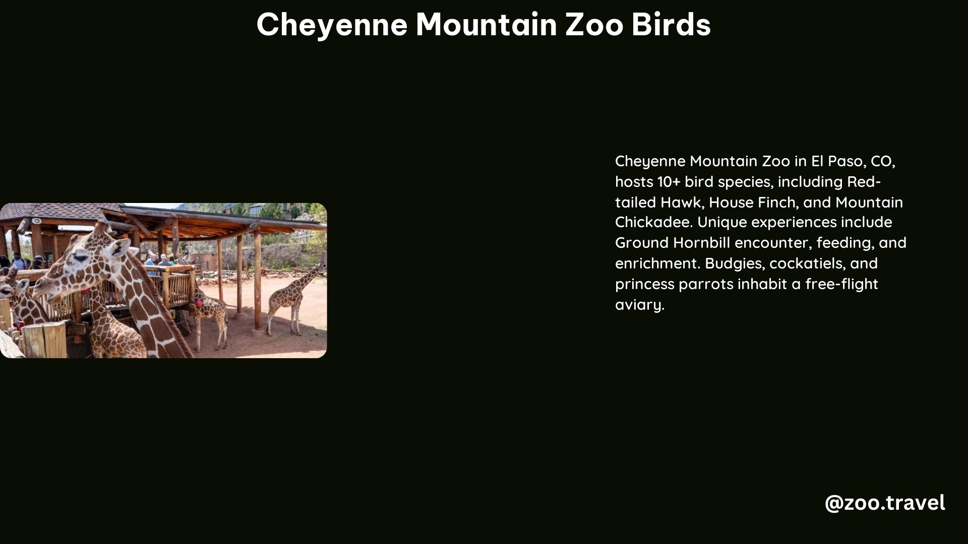 Cheyenne Mountain Zoo Birds